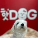 핫도그애견샵 이미지