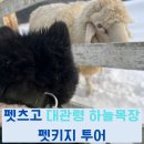 펫키지 | 펫츠고ㅣ대관령 하늘목장 강릉 안목해변 카페거리 펫키지 꿀팁 내돈내산 후기
