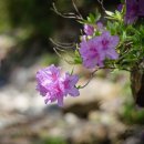 분설담화장실 이미지