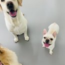 딩동댕치원 이미지