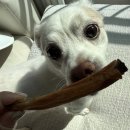 멈머다냥 이미지