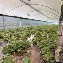 순배농장 이미지