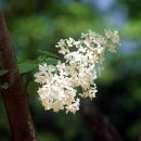 수수꽃다리 이미지