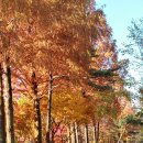 과천서울대공원 가을단풍이 넘 이뻐요 리프트타고 보시면 더 아름다워요 이미지