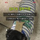 예쁜강아지 | 대형견옷 찾는다면 OKTK 굿데이 스트라이프 추천, 산책룩부터 애견카페까지 예쁜 강아지옷 후기