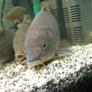 민물나라 이미지