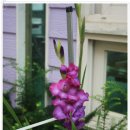 바다요정 이미지