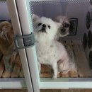 퍼피프렌즈 이미지