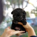 울산 강아지분양 미유펫 이미지