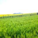 관식이 농장 이미지