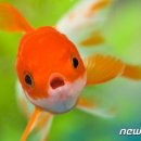 물고기 - 서대문구 신촌로 63 | 물고기