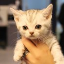 도그마루 강아지 고양이 울산점 이미지