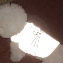 클러스터라운드 | 클러스터라운드 겨울 패딩 3XL 후기