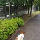 펫도그 애견스쿨 이미지