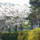 어야가자 Daum카페