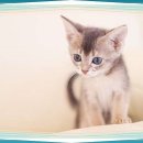 도그마루 강아지고양이 대전점 이미지