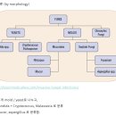 젖산균(lactic acid bacteria) - 발효 건강상의 이점...2020년 review 이미지