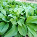 사나물농장 이미지