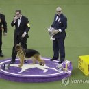show dog 이미지