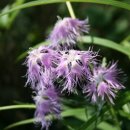 패랭이공원 이미지