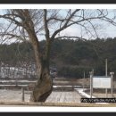 명기원 Daum카페