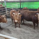 푸름한우 이미지