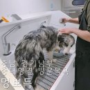 소담동물병원(출장전문) | 평택 중대형견 출장 목욕 멍뽀득 후기 천안 아산 안성 등 방문 가능