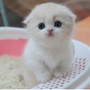 엣지있개 이미지