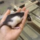 햄스터 분양 햄스터월드 이미지