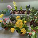 다이소 고양향동점 이미지