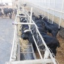 볏짚농장 이미지