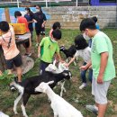 청양알프스산양목장 이미지