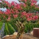 태림농원 이미지