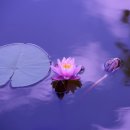 잉글리쉬에비뉴 이미지