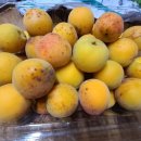 신원농장 이미지