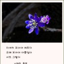 노루귀
