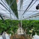 뽑기농장 이미지