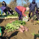 서강석농장 | 송파구에서 알뜰하게 김장하는법