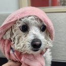 까까미용실 | 상현역 애견미용 잘하는곳 까까펫살롱 상현동 비숑 미용