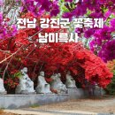 해당화피는아침 | 남미륵사 강진 봄꽃축제 서부해당화 철쭉 개화시기 전남 애견동반 여행지