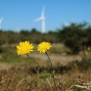 가시리농촌체험휴양마을 이미지