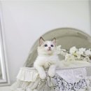 대전강아지분양고양이분양파라다이스펫