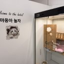 야옹아 놀자 경주점 이미지