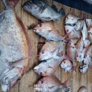 [여수나라호]-76cm 빠가 포획!!! 타이라바 시즌 아직 끝나지 않았다!! 목요일 다시 출항합니다. 이미지