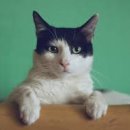 묘랑나랑 이미지