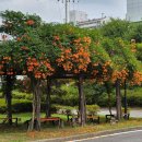 충북도립대학교 | 대전 근교 능소화 꽃구경 충북도립대학교 방문 후기