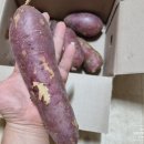 봉이네농장 | 올웨이즈 올팜 고구마 수확 꿀구마 만드는 법