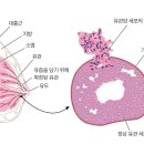 대한유방검진의학회