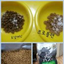 로열 퍼피샵 이미지