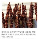 방광염, 유정, 허리아픔에 좋은 약초 불로초효능 이미지